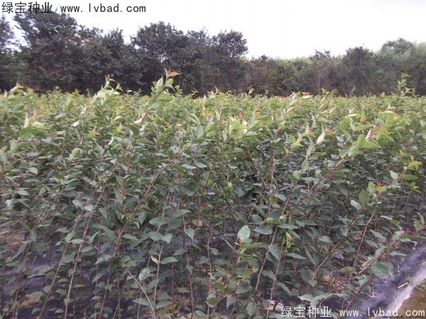 <a href='http://www.hn123.net.cn/linmuzhongzi/1766.html' target='_blank'>海棠種子</a>