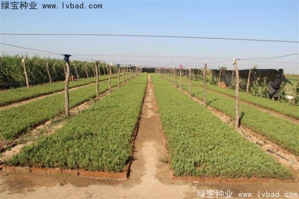 <a href='http://www.hn123.net.cn/linmuzhongzi/1767.html' target='_blank'>檜柏種子</a>