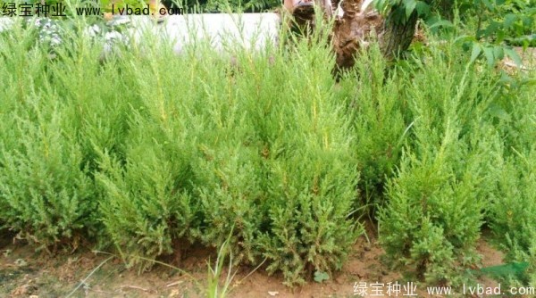 <a href='http://www.hn123.net.cn/linmuzhongzi/1767.html' target='_blank'>檜柏種子</a>