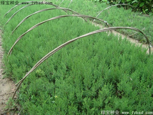 <a href='http://www.hn123.net.cn/linmuzhongzi/1767.html' target='_blank'>檜柏</a><a href='http://www.hn123.net.cn/' target='_blank'>種子</a>