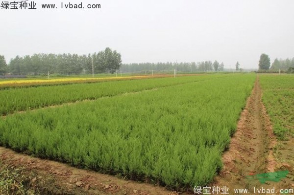 <a href='http://www.hn123.net.cn/linmuzhongzi/1767.html' target='_blank'>檜柏</a><a href='http://www.hn123.net.cn/' target='_blank'>種子</a>