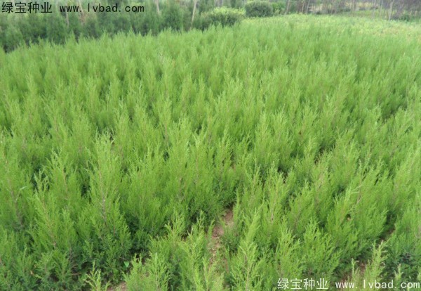 檜柏<a href='http://www.hn123.net.cn/' target='_blank'>種子</a>