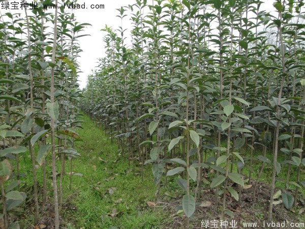 <a href='http://www.hn123.net.cn/linmuzhongzi/1768.html' target='_blank'>桂花種子</a>