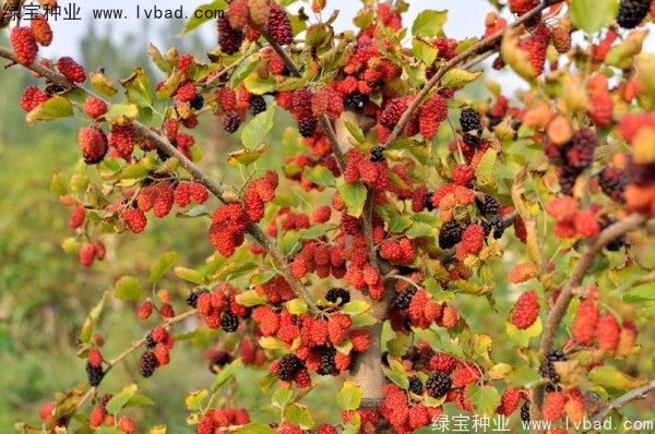 <a href='http://www.hn123.net.cn/linmuzhongzi/1769.html' target='_blank'>桑樹種子</a>