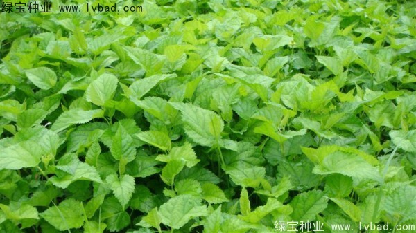 <a href='http://www.hn123.net.cn/linmuzhongzi/1769.html' target='_blank'>桑樹</a><a href='http://www.hn123.net.cn/' target='_blank'>種子</a>