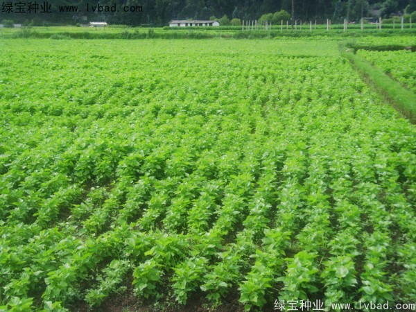 <a href='http://www.hn123.net.cn/linmuzhongzi/1769.html' target='_blank'>桑樹</a><a href='http://www.hn123.net.cn/' target='_blank'>種子</a>