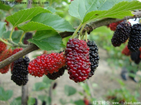 桑樹<a href='http://www.hn123.net.cn/' target='_blank'>種子</a>