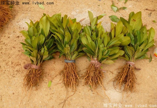 <a href='http://www.hn123.net.cn/linmuzhongzi/1770.html' target='_blank'>廣玉蘭種子</a>