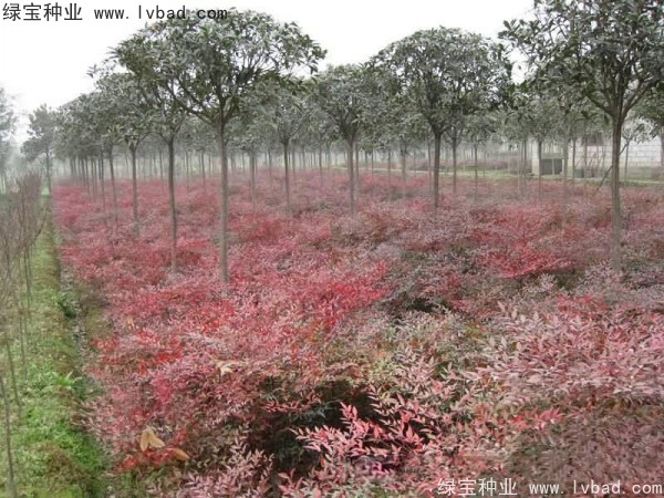 <a href='http://www.hn123.net.cn/linmuzhongzi/1772.html' target='_blank'>南天竹種子</a>