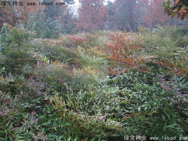 <a href='http://www.hn123.net.cn/linmuzhongzi/1772.html' target='_blank'>南天竹種子</a>