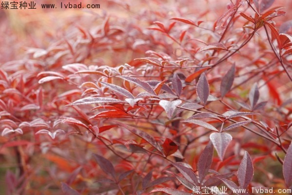 <a href='http://www.hn123.net.cn/linmuzhongzi/1772.html' target='_blank'>南天竹</a><a href='http://www.hn123.net.cn/' target='_blank'>種子</a>