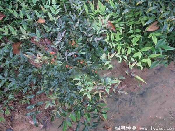 南天竹<a href='http://www.hn123.net.cn/' target='_blank'>種子</a>