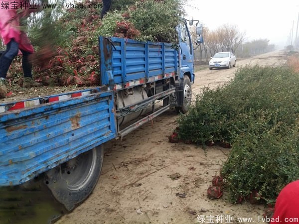 <a href='http://www.hn123.net.cn/linmuzhongzi/1773.html' target='_blank'>火棘種子</a>