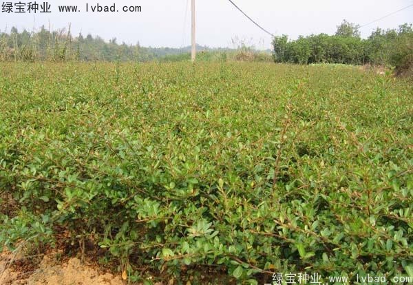 <a href='http://www.hn123.net.cn/linmuzhongzi/1773.html' target='_blank'>火棘</a><a href='http://www.hn123.net.cn/' target='_blank'>種子</a>