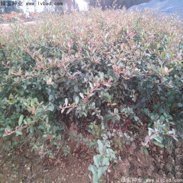 <a href='http://www.hn123.net.cn/linmuzhongzi/1773.html' target='_blank'>火棘種子</a>