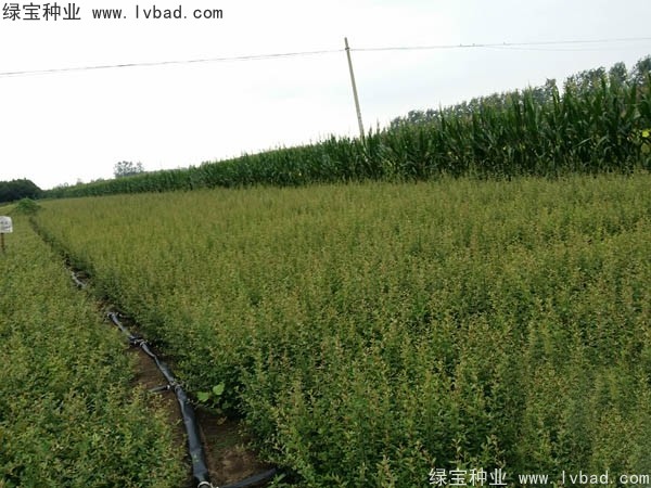火棘<a href='http://www.hn123.net.cn/' target='_blank'>種子</a>