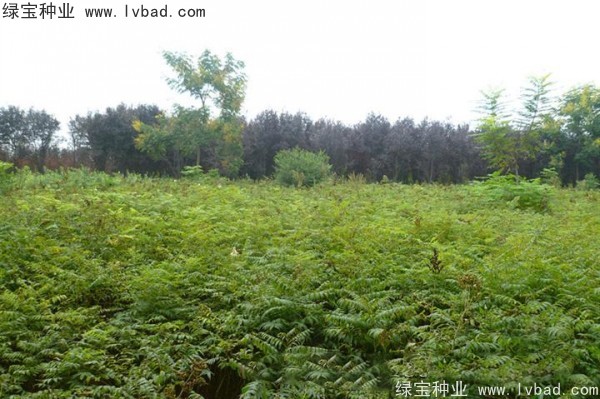 <a href='http://www.hn123.net.cn/linmuzhongzi/1775.html' target='_blank'>珍珠梅種子</a>