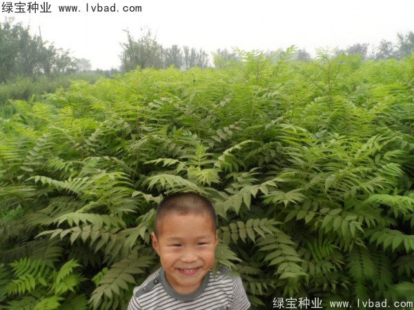 <a href='http://www.hn123.net.cn/linmuzhongzi/1775.html' target='_blank'>珍珠梅</a><a href='http://www.hn123.net.cn/' target='_blank'>種子</a>