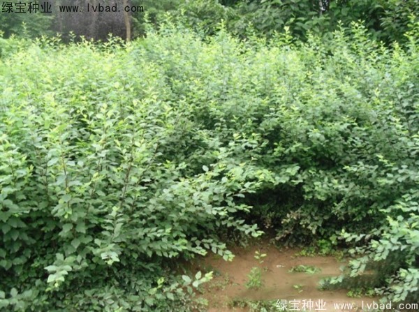 珍珠梅<a href='http://www.hn123.net.cn/' target='_blank'>種子</a>
