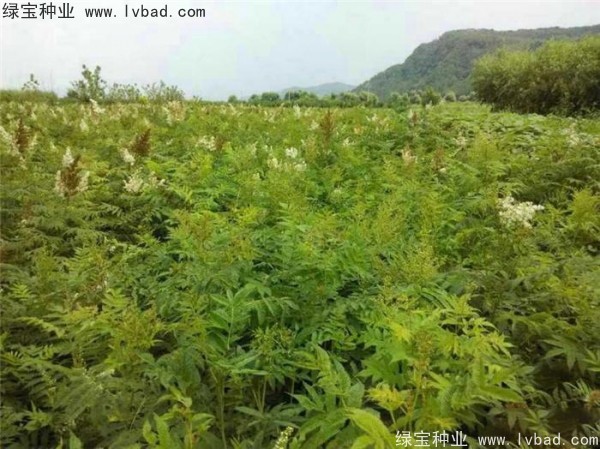 <a href='http://www.hn123.net.cn/linmuzhongzi/1775.html' target='_blank'>珍珠梅種子</a>
