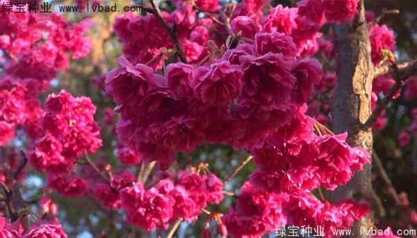 櫻花<a href='http://www.hn123.net.cn/' target='_blank'>種子</a>