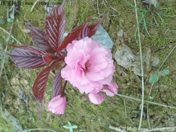<a href='http://www.hn123.net.cn/linmuzhongzi/1777.html' target='_blank'>櫻花種子</a>