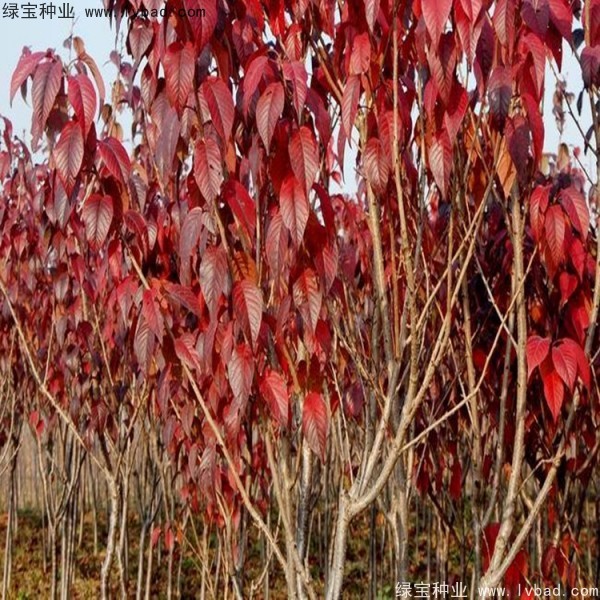 櫻花<a href='http://www.hn123.net.cn/' target='_blank'>種子</a>