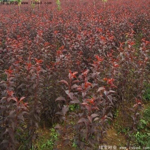 <a href='http://www.hn123.net.cn/linmuzhongzi/1777.html' target='_blank'>櫻花種子</a>