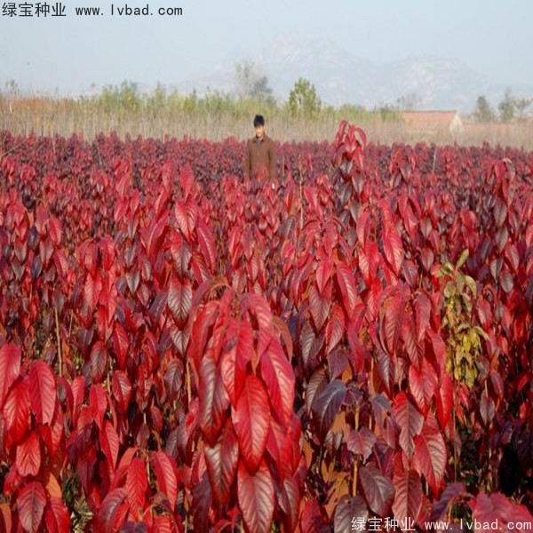 櫻花<a href='http://www.hn123.net.cn/' target='_blank'>種子</a>