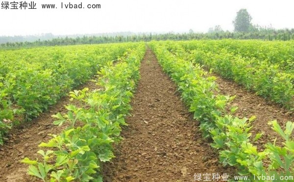 <a href='http://www.hn123.net.cn/linmuzhongzi/1778.html' target='_blank'>銀杏種子</a>