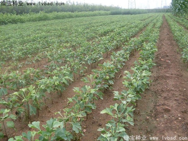 銀杏<a href='http://www.hn123.net.cn/' target='_blank'>種子</a>