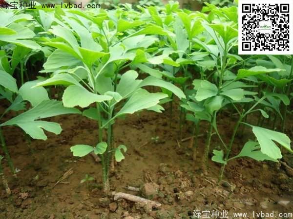 <a href='http://www.hn123.net.cn/linmuzhongzi/1778.html' target='_blank'>銀杏種子</a>
