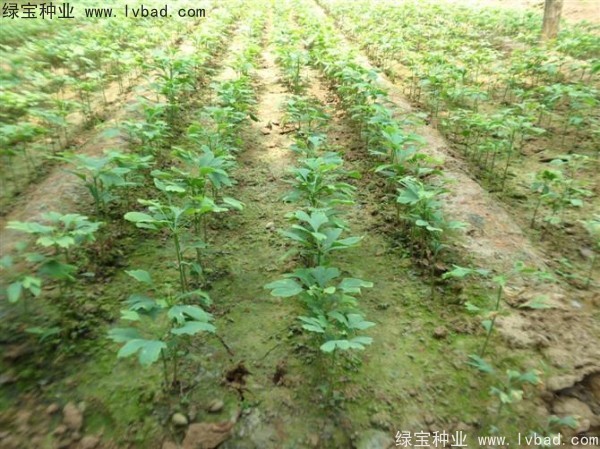 <a href='http://www.hn123.net.cn/linmuzhongzi/1778.html' target='_blank'>銀杏種子</a>