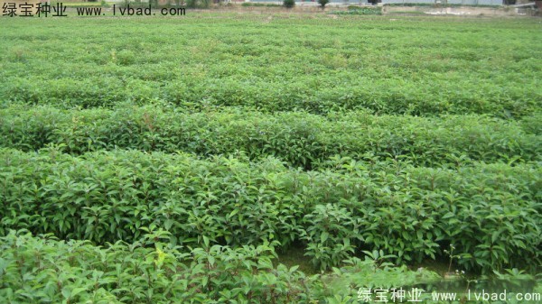 香樟樹<a href='http://www.hn123.net.cn/' target='_blank'>種子</a>