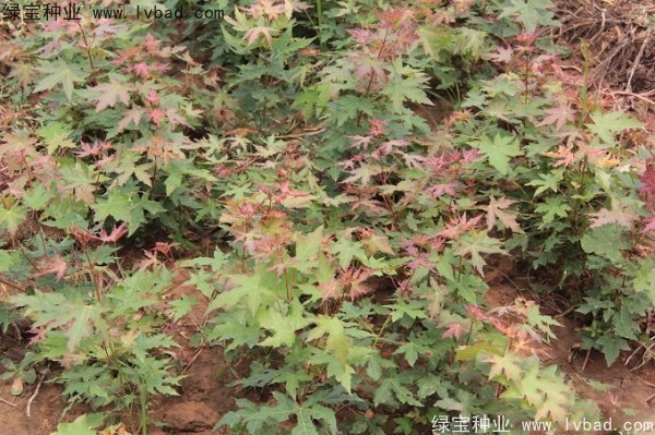 <a href='http://www.hn123.net.cn/linmuzhongzi/1781.html' target='_blank'>五角楓種子</a>