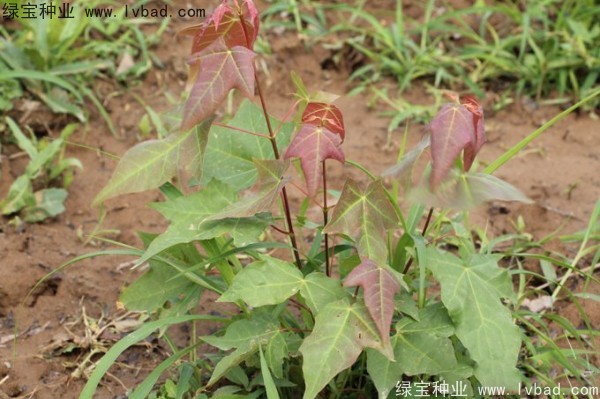 <a href='http://www.hn123.net.cn/linmuzhongzi/1781.html' target='_blank'>五角楓種子</a>