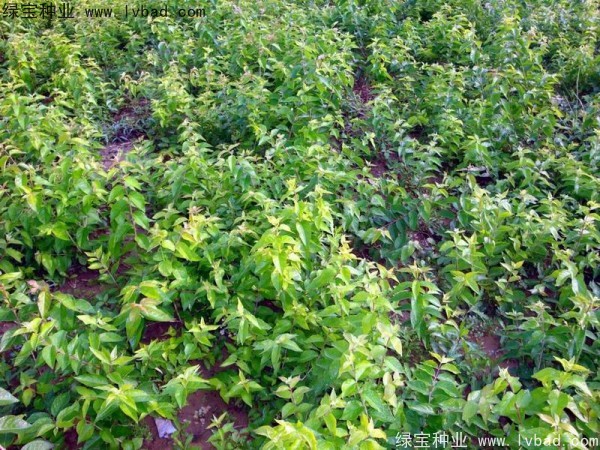 <a href='http://www.hn123.net.cn/linmuzhongzi/1782.html' target='_blank'>金銀木種子</a>