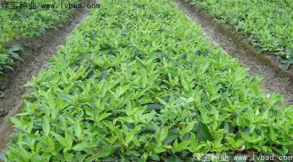 金銀木<a href='http://www.hn123.net.cn/' target='_blank'>種子</a>