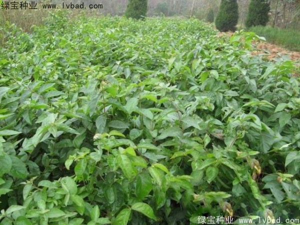 金銀木<a href='http://www.hn123.net.cn/' target='_blank'>種子</a>