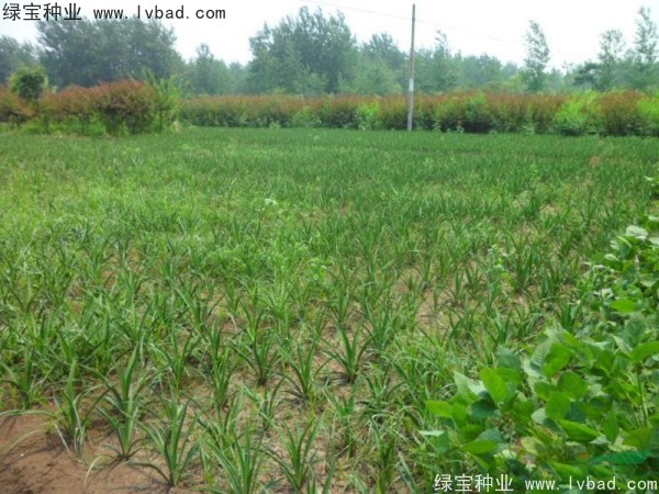 劍麻<a href='http://www.hn123.net.cn/' target='_blank'>種子</a>