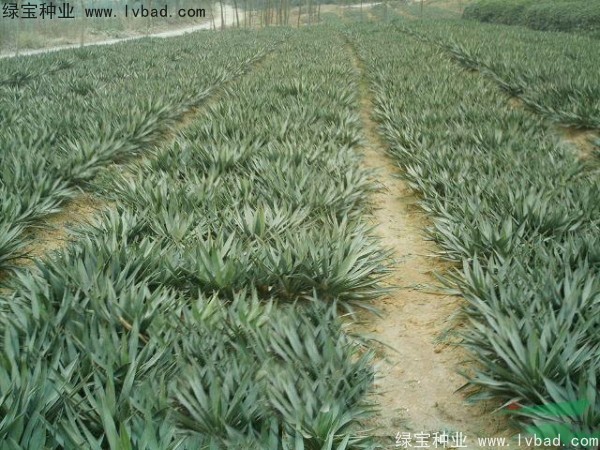 <a href='http://www.hn123.net.cn/linmuzhongzi/1783.html' target='_blank'>劍麻種子</a>