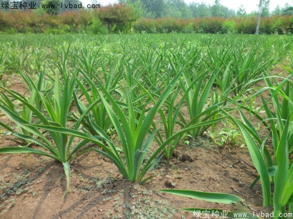 <a href='http://www.hn123.net.cn/linmuzhongzi/1783.html' target='_blank'>劍麻種子</a>
