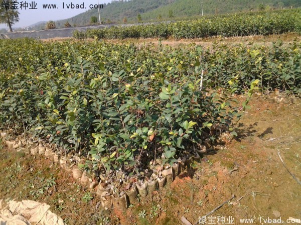 紅花<a href='http://www.hn123.net.cn/linmuzhongzi/2252.html' target='_blank'>油茶種子</a>