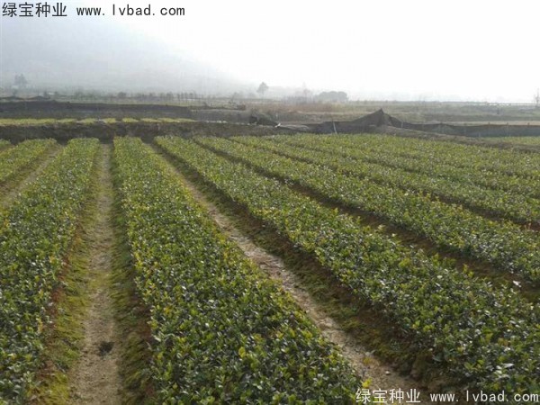 <a href='http://www.hn123.net.cn/linmuzhongzi/1784.html' target='_blank'>紅花油茶種子</a>