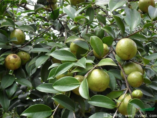 <a href='http://www.hn123.net.cn/linmuzhongzi/1784.html' target='_blank'>紅花油茶</a>種子