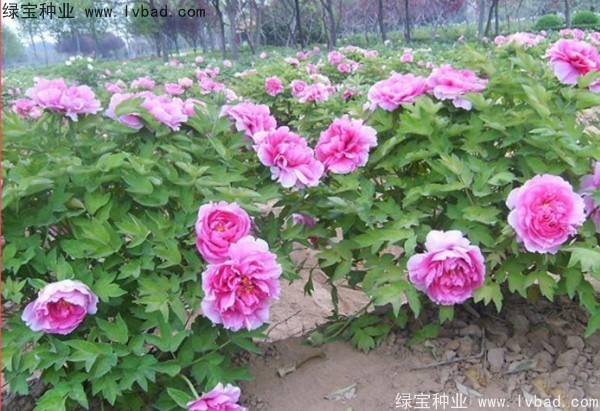 <a href='http://www.hn123.net.cn/linmuzhongzi/1785.html' target='_blank'>牡丹種子</a>