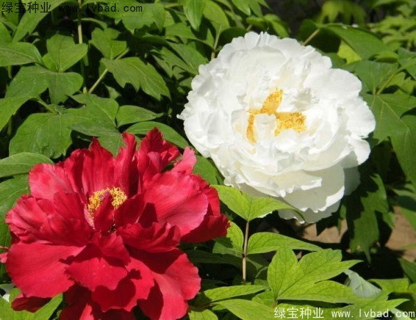 牡丹<a href='http://www.hn123.net.cn/' target='_blank'>種子</a>