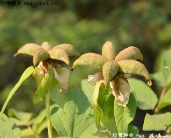 牡丹<a href='http://www.hn123.net.cn/' target='_blank'>種子</a>