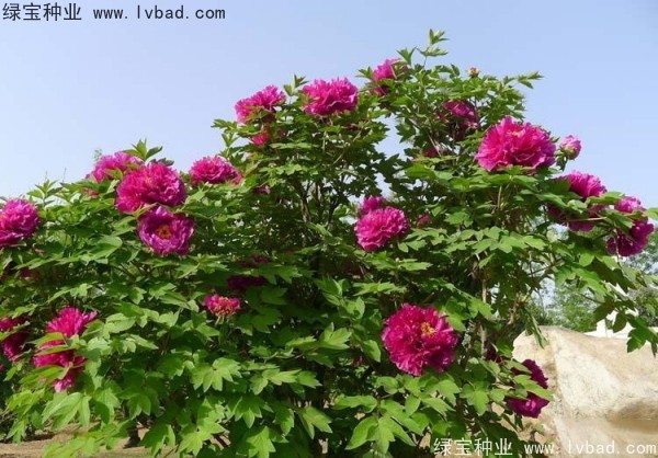 <a href='http://www.hn123.net.cn/linmuzhongzi/1785.html' target='_blank'>牡丹種子</a>