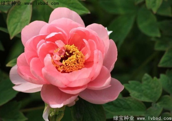 牡丹<a href='http://www.hn123.net.cn/' target='_blank'>種子</a>